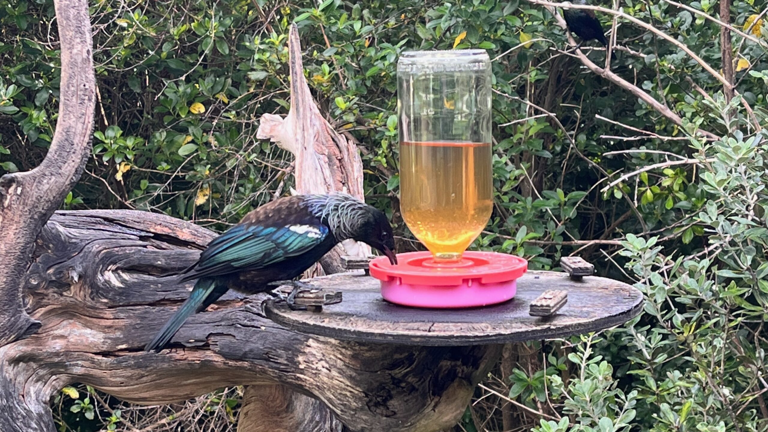 web design nz - tui bird feeding from a nectar feeder on tiritiri matangi island